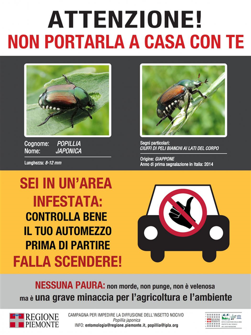 Principali indicazioni per la gestione dellinfestazione da Popillia japonica.