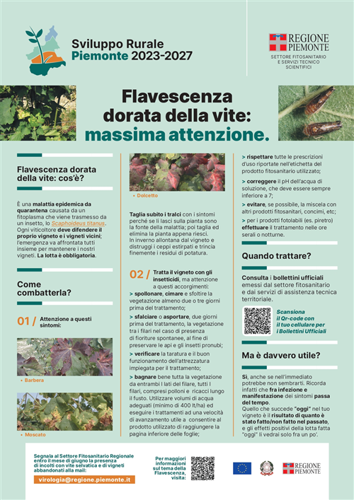 Aggiornamenti sull’applicazione in Piemonte dell’Ordinanza n. 4 del Direttore del Servizio Fitosanitario Centrale del 22 giugno 2023
recante “Misure fitosanitarie d'emergenza per il contrasto di Grapevine flavescence dorée phytoplasma atte ad impedirne la diffusione nel territorio della Repubblica.
